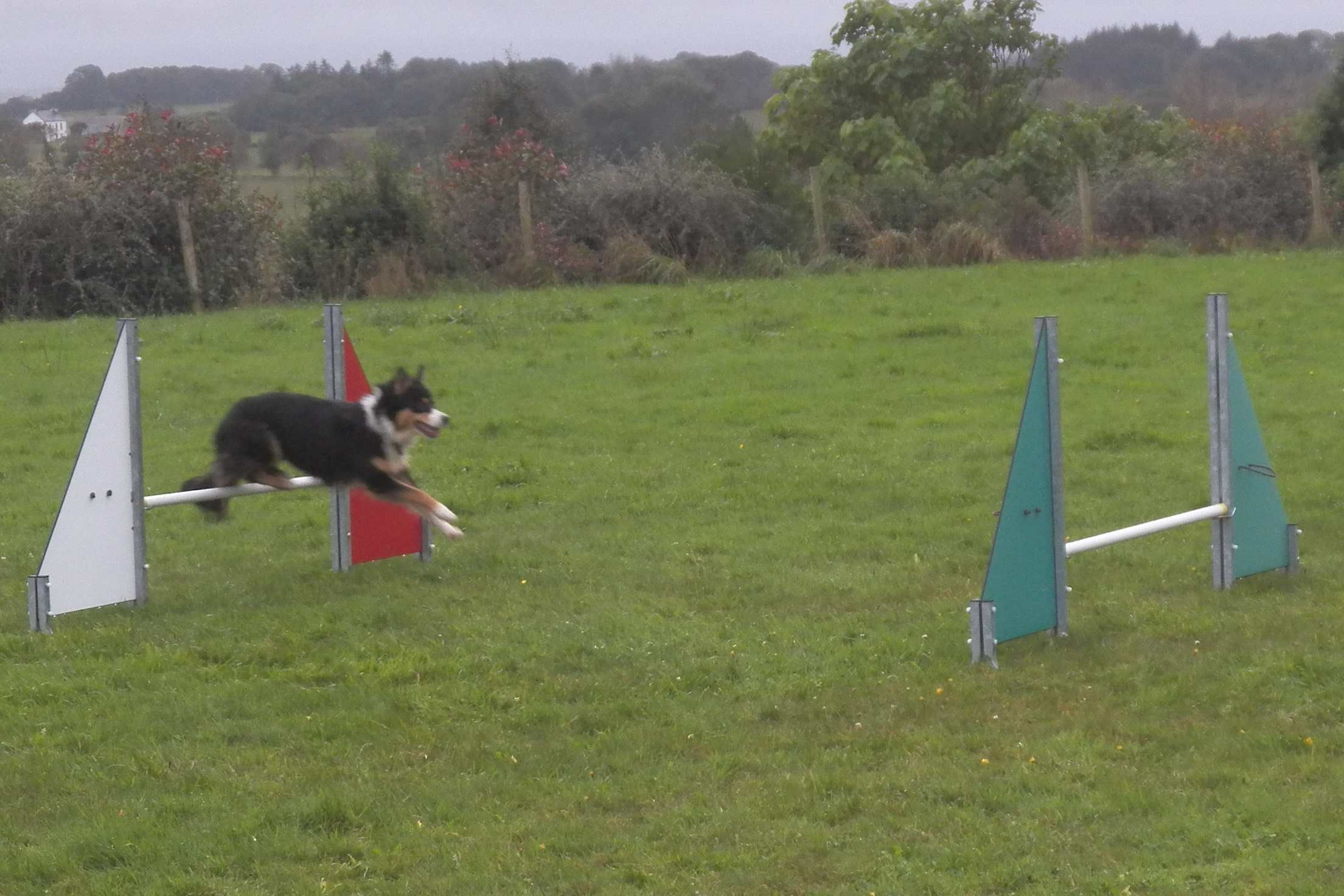 Cours d'Agility sous la pluie