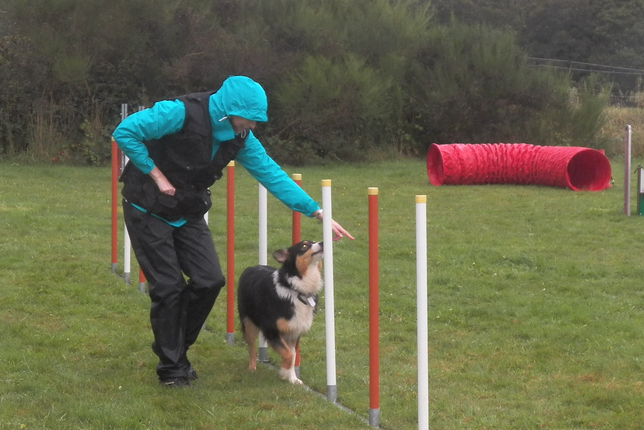 Cours d'Agility sous la pluie