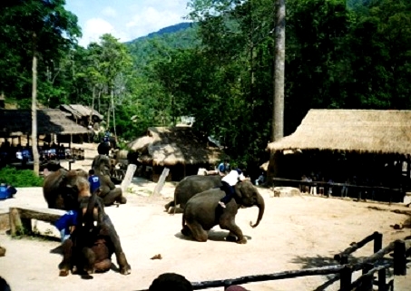 Thaïlande : La vallée de Maesa,le dressage des éléphants 