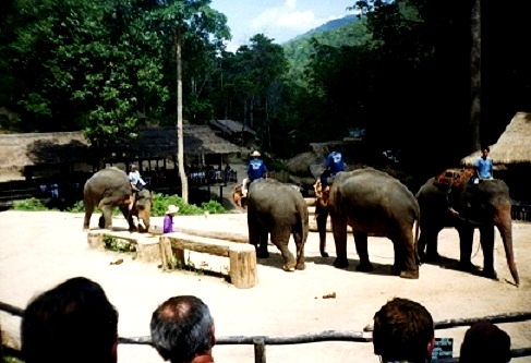 Thaïlande : La vallée de Maesa,le dressage des éléphants 
