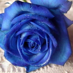 rose-bleue-2.jpg